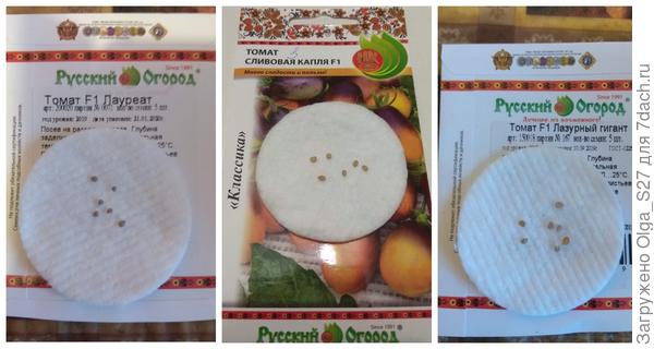 Лауреат, Сливовая капля и Лазурный гигант