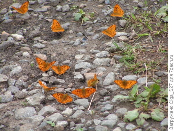 Крапивницы