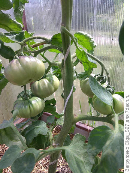 Лазурный гигант - участник тестирования от Русского огорода.