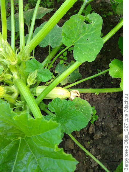 И кабачок вот - вот будет готов. Сорт Грибовский.