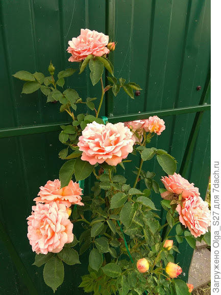 Моя красотка роза, посажена в прошлом году.