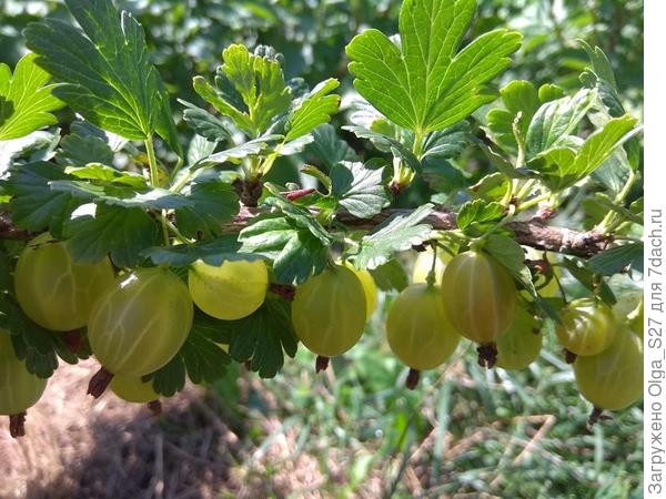 Крыжовник сорт Машека радует обилием ягод.