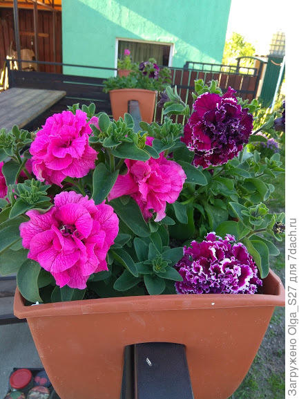 А в петунии я просто влюбилась.