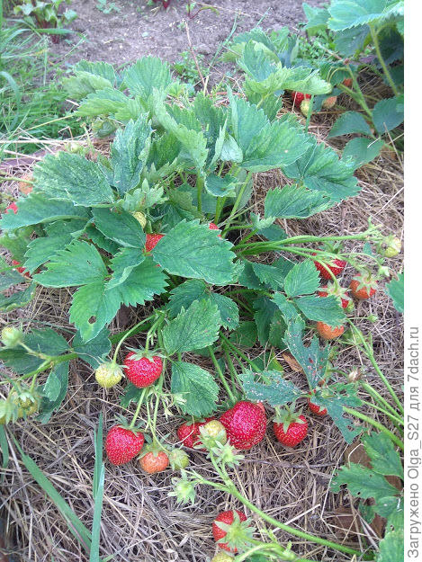 Клубники в этом году море!