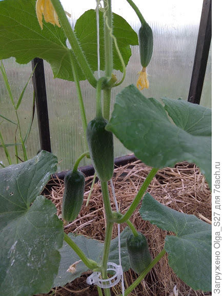 Дождались первых огурчиков. Сорт Веселые соседи.