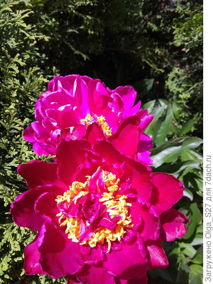 С днем рождения!