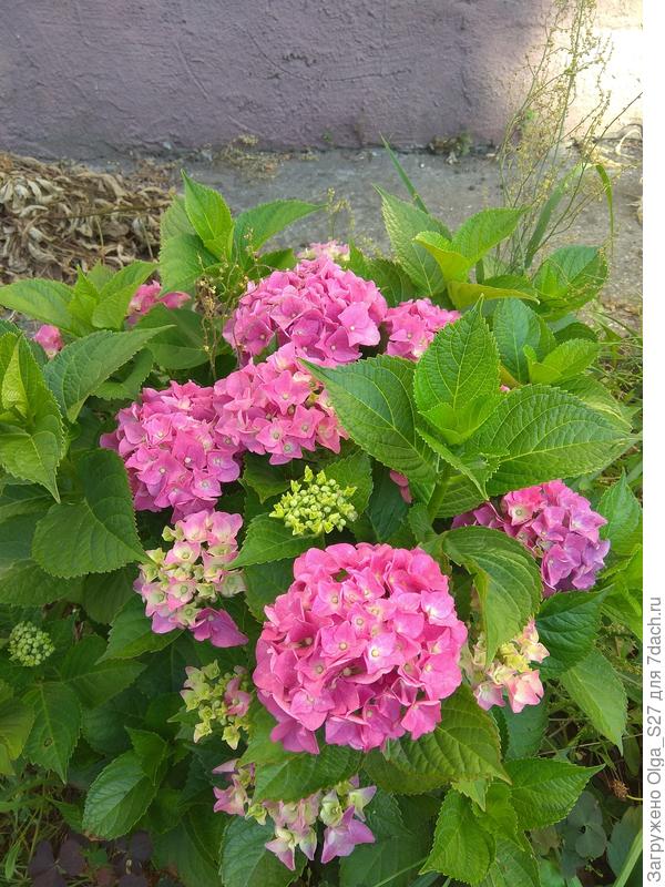 Ну и какой же праздник без цветов!