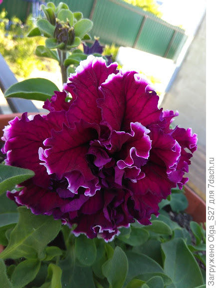 Пируэт парпл