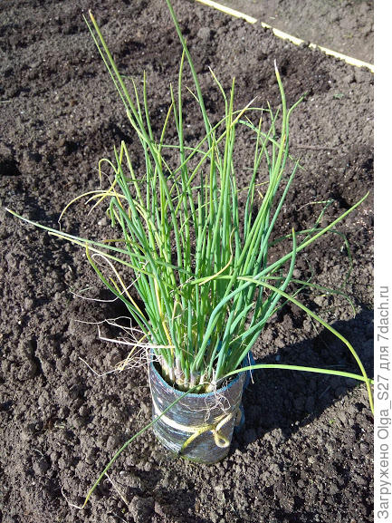 Лук Эксибишен перед высадкой в грунт