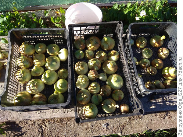 Штутгартен