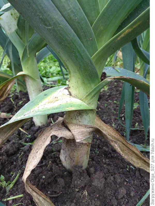 А &amp;quot;Карантанский&amp;quot; ещё сидит на грядке. Он более поздний.