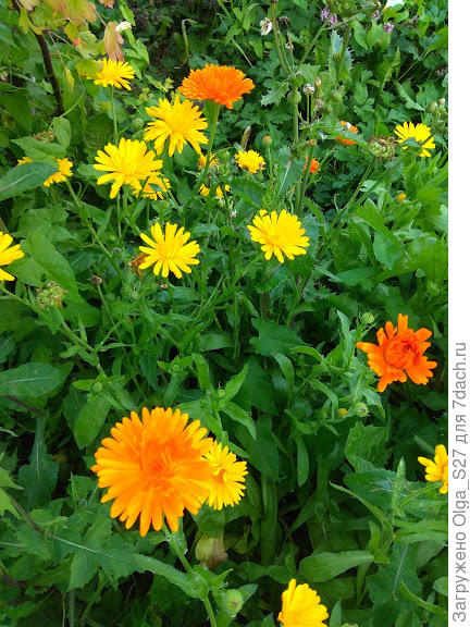 Мои "солнышки"