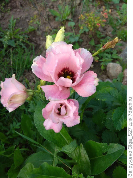 А это "засланый казачок", вырос из пакетика Пинк пикоти