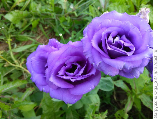 Японская линия, серия Эхо, синяя