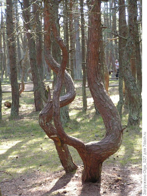 Танцующий лес