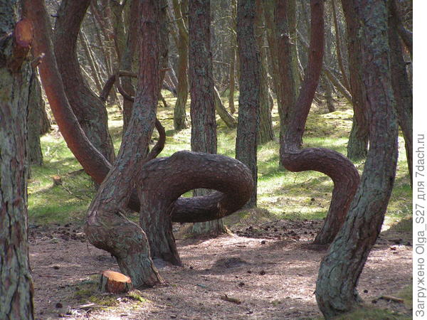 Танцующий лес