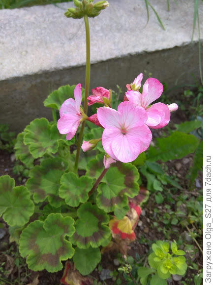 Начало цветения.