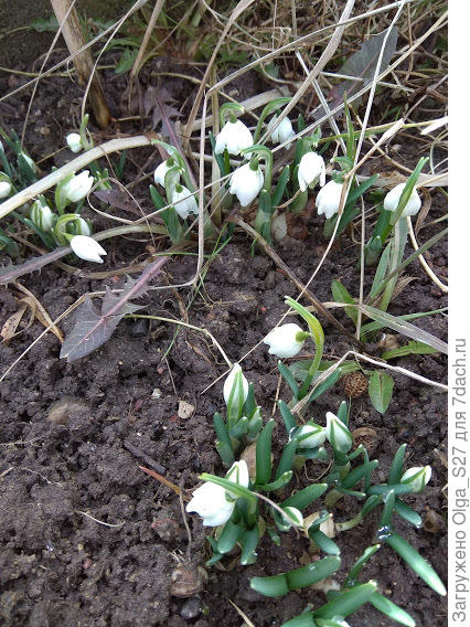 Галантусы.