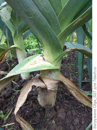 Лук порей Карантанский - очень люблю этот сорт.