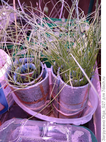 Порей, посев 21 февраля.