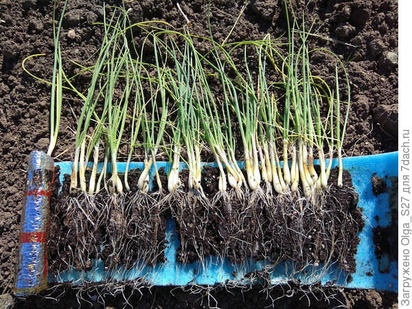 Таким был лук Эксибиген в прошлом году на момент высадки в грунт.