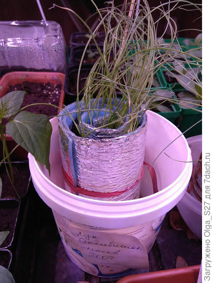 Эксибишен, посев 21 февраля.