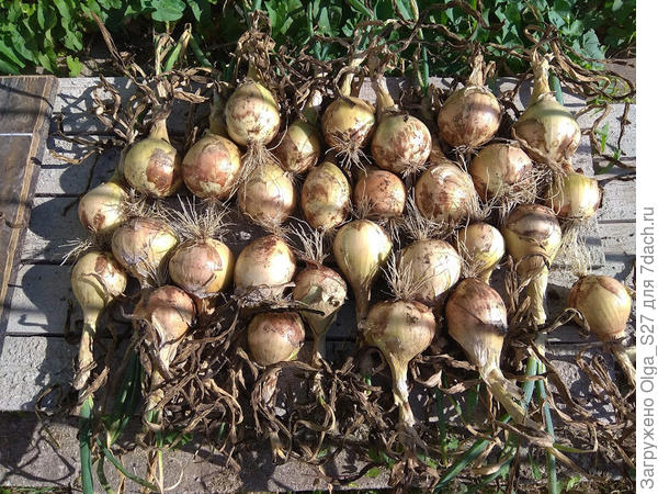 Эксибишен, урожай 2020