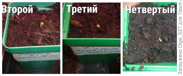 Всходы