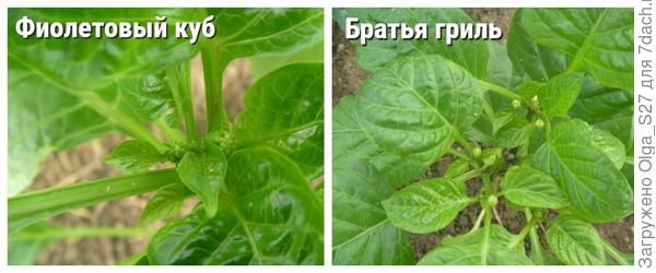 Уже появились бутоны.