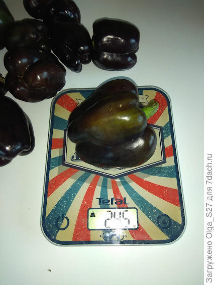 Самый крупный перец