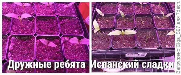 Первые листочки, 20 марта