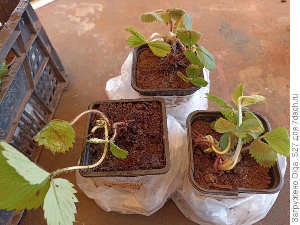 Гаригуэтта