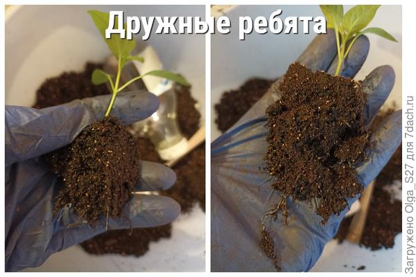 Корневая система