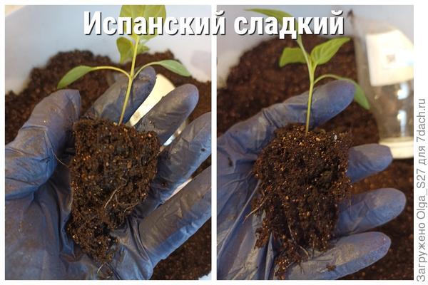 Корневая система