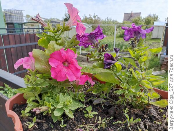 На сегодняшний день выглядят так. Но дня три назад была гроза с сильным ветром, и их изрядно потрепало. Всё рваные цветы я срезала.