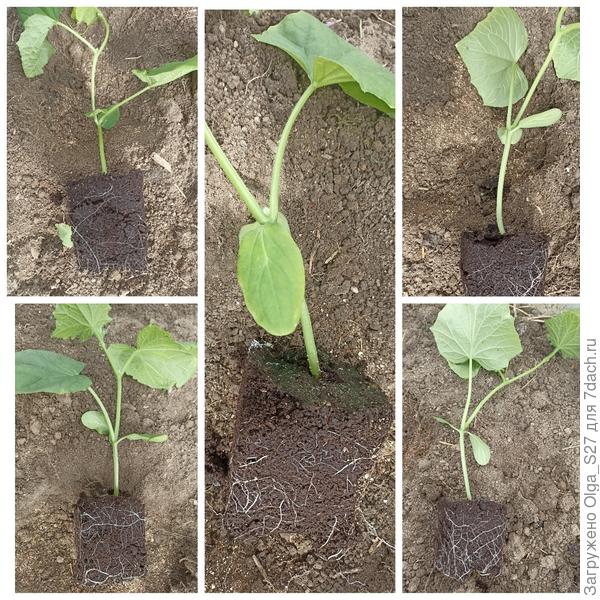 Корневая система