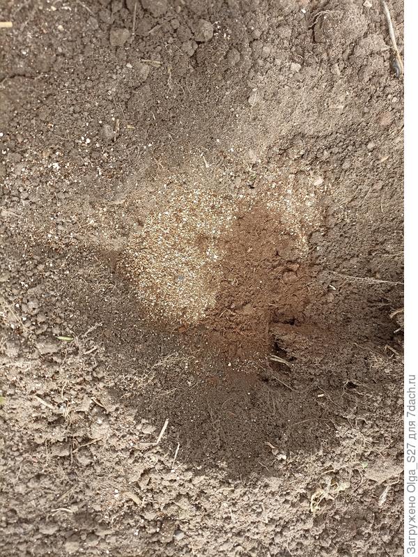 Готовим лунки под посадку