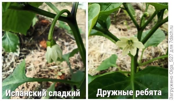 Начало цветения