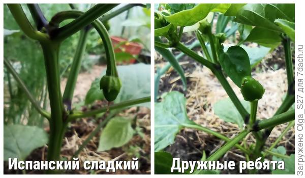 21 мая. Первые завязи.