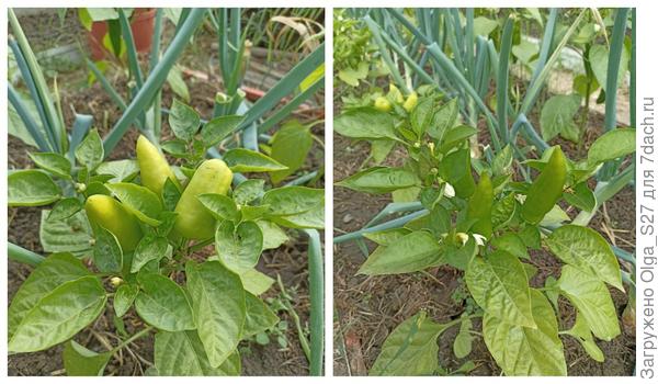 16 июня. Дружные ребята.