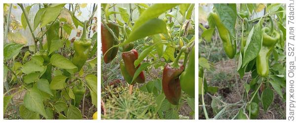 Испанский сладкий