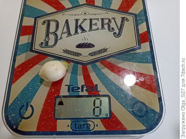 Самая маленькая редиска