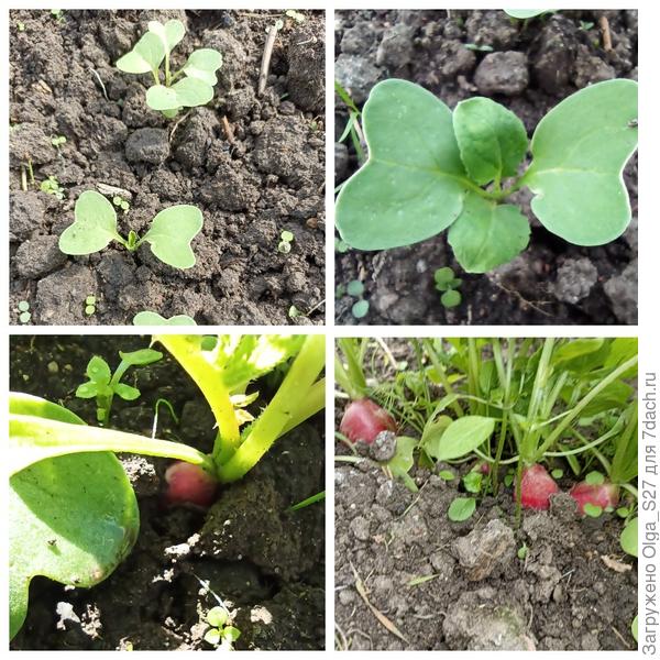 Второй посев