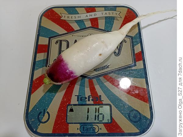 Самая большая редиска