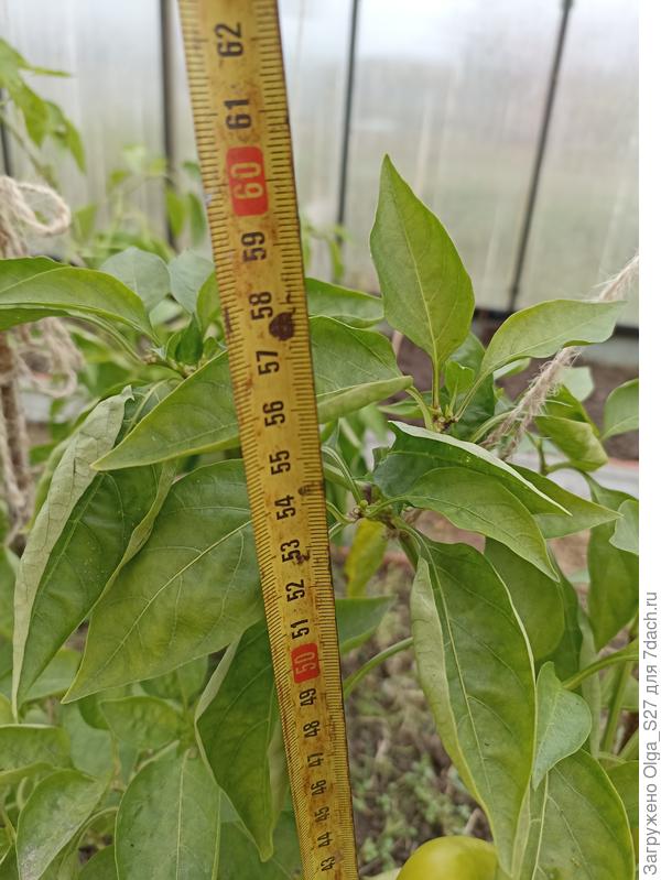 Измеряем высоту куста