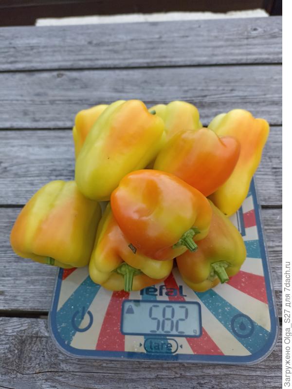 Плоды очень привлекательные!