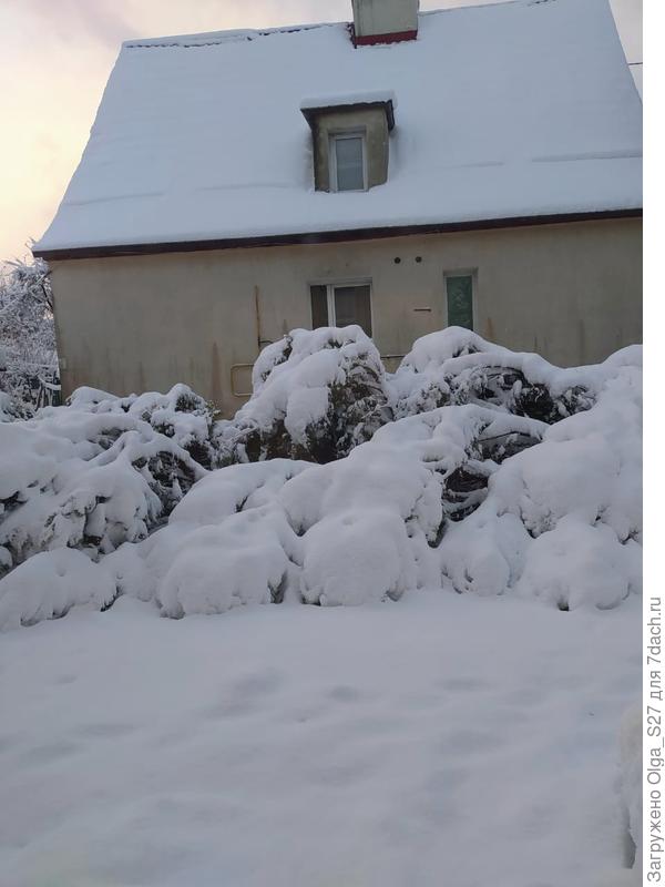 Попробуйте догадаться, что внутри этих сугробов! Это туи. Их сложило пополам от тяжести снега!