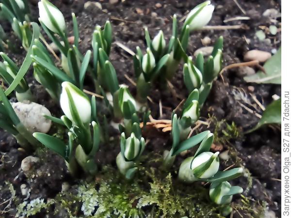 Ждём первых цветов.