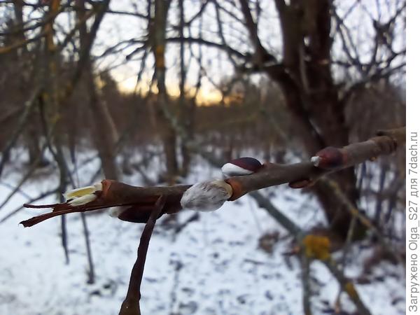 А на вербе уже лопнули почки.