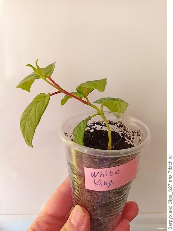черенок фуксии уже отрастил корешки и пошел в рост